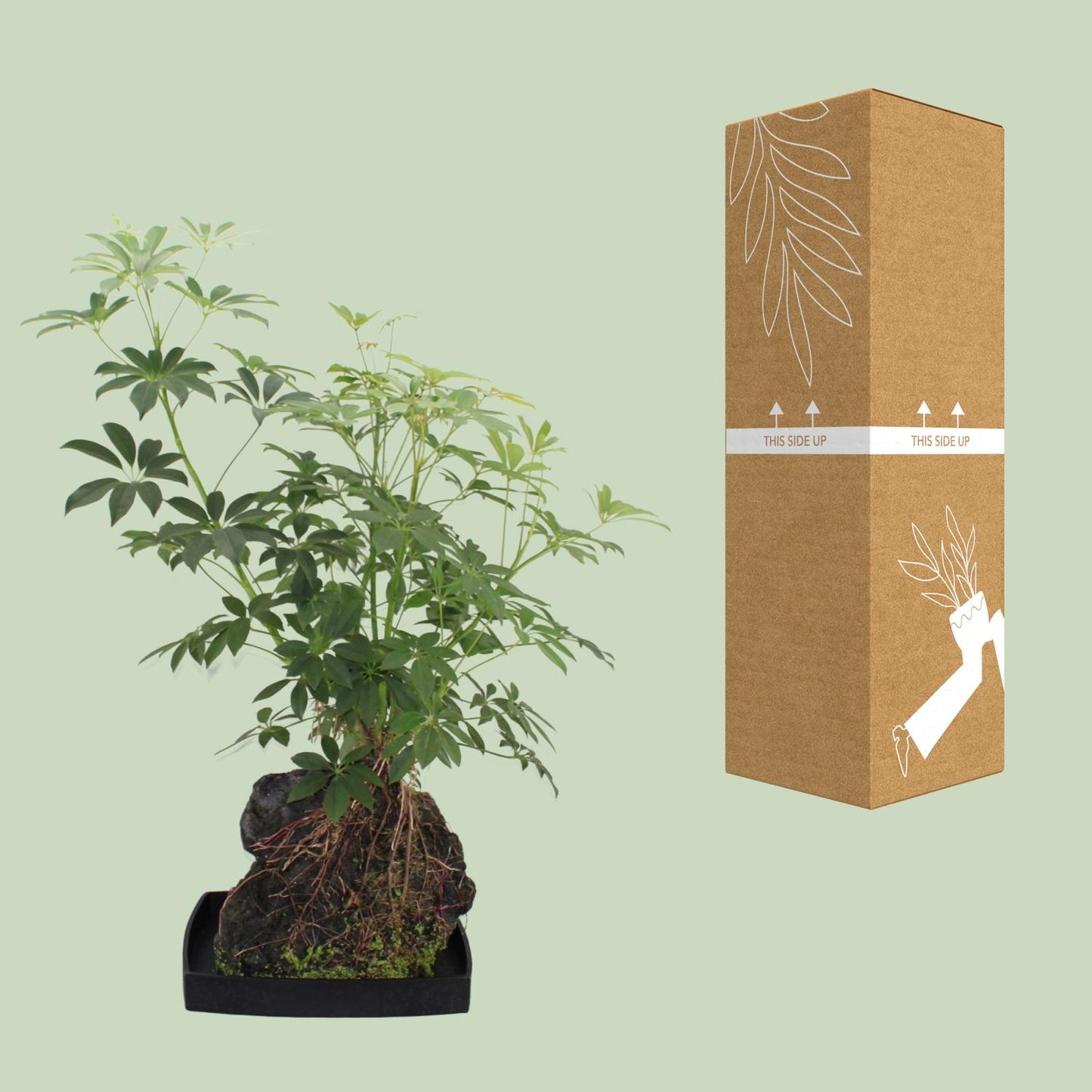 Schefflera Arboricola – Pflegeleichter Schirmbaum Ø40cm, 80cm hoch
