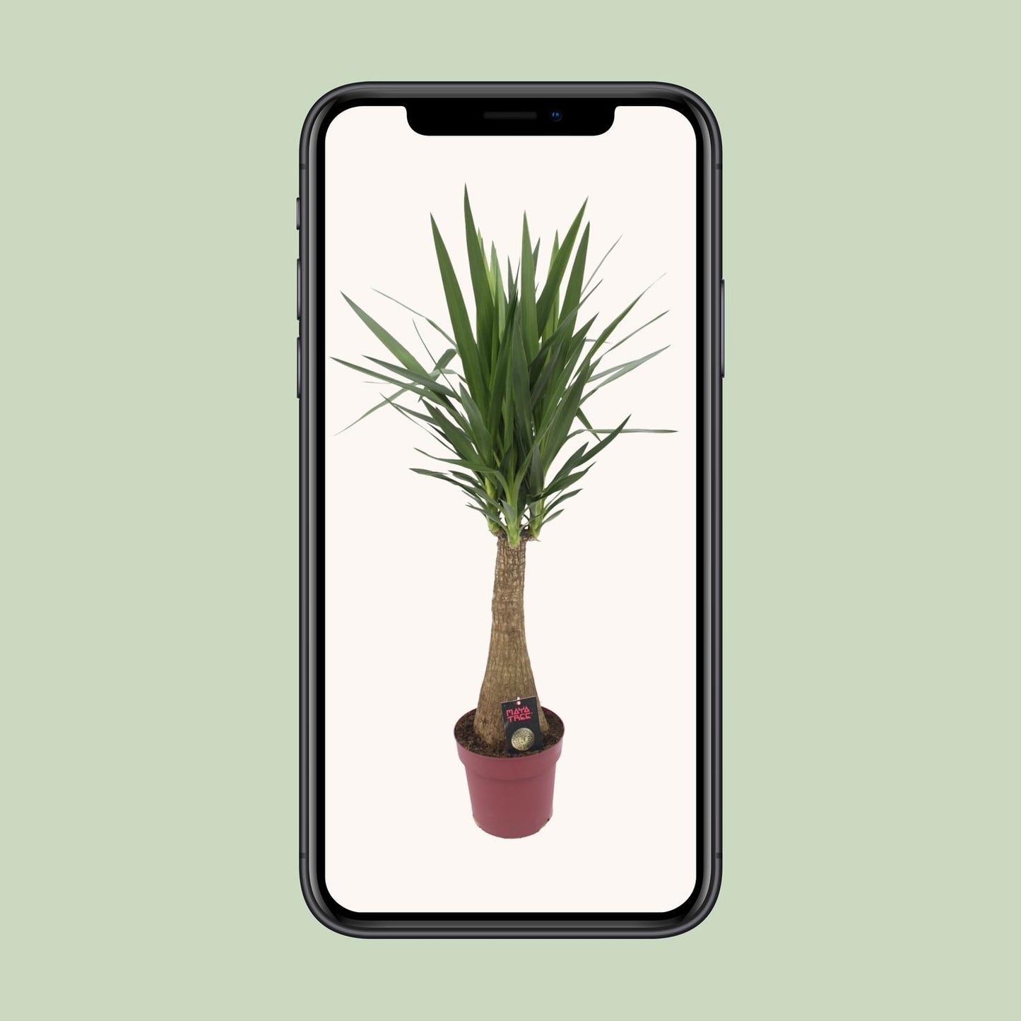 Yucca „Maya Tree“ – Pflegeleichte XXL-Zimmerpflanze Ø27cm, 110cm hoch