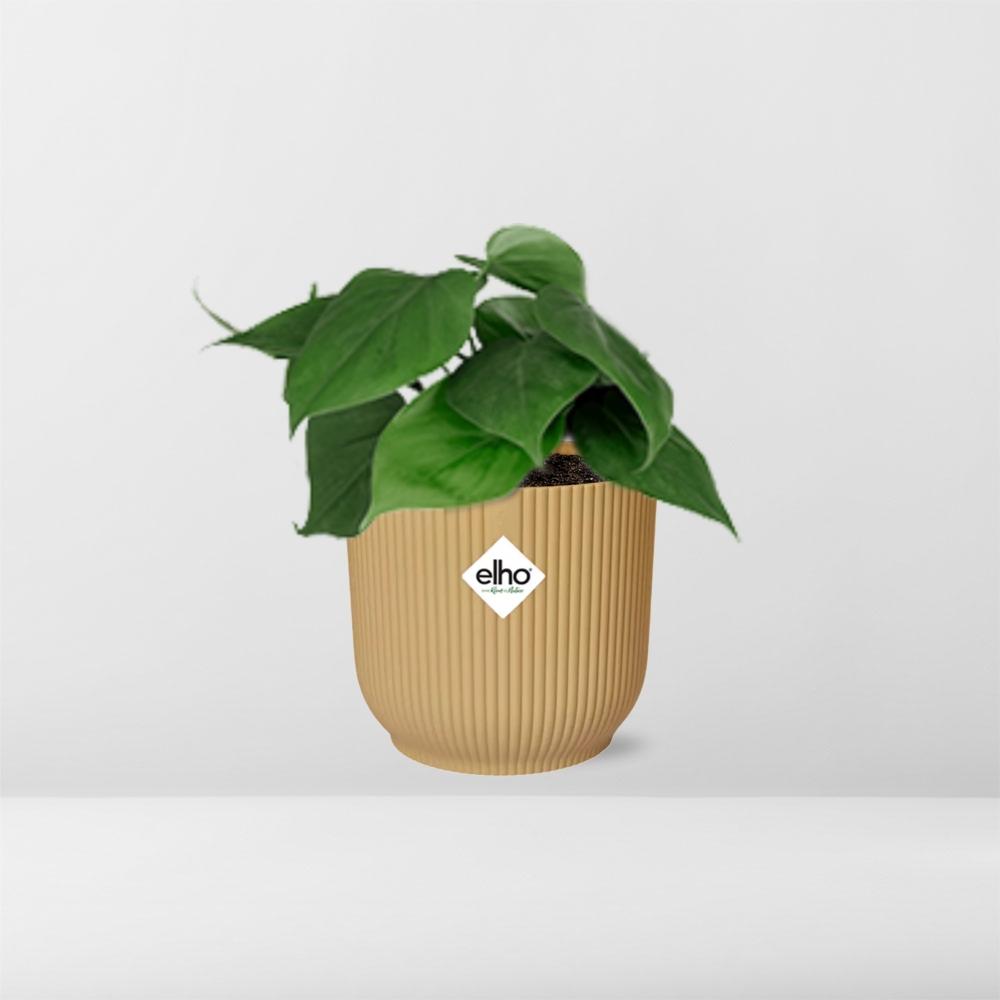 Philodendron Scandens im ELHO Vibes Fold Topf 14cm Gelb