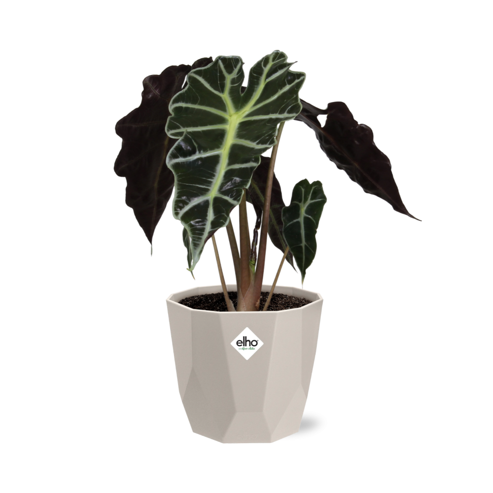 Alocasia ‘Polly’ – Pflegeleichte Elefantenohr-Pflanze im ELHO Topf