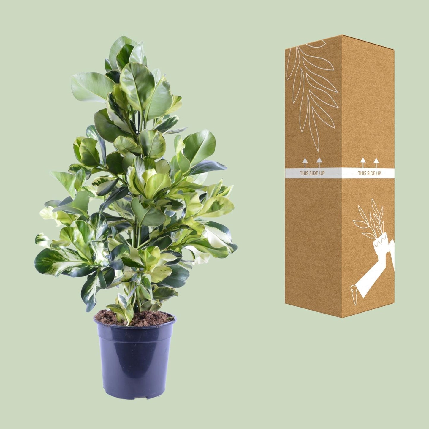 Clusia Rosea White Star – Pflegeleichter Autogrammbaum Ø24cm