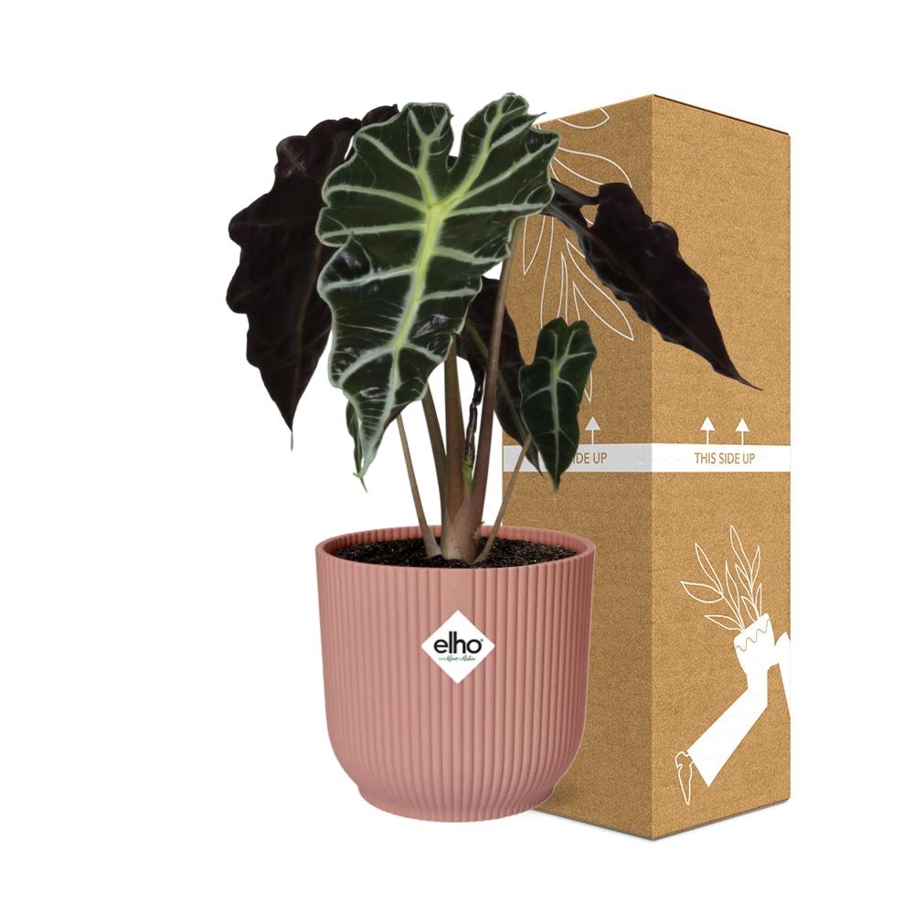 Alocasia ‘Polly’ in ELHO Vibes Fold 14cm rosa – pflegeleichte Elefantenohrpflanze