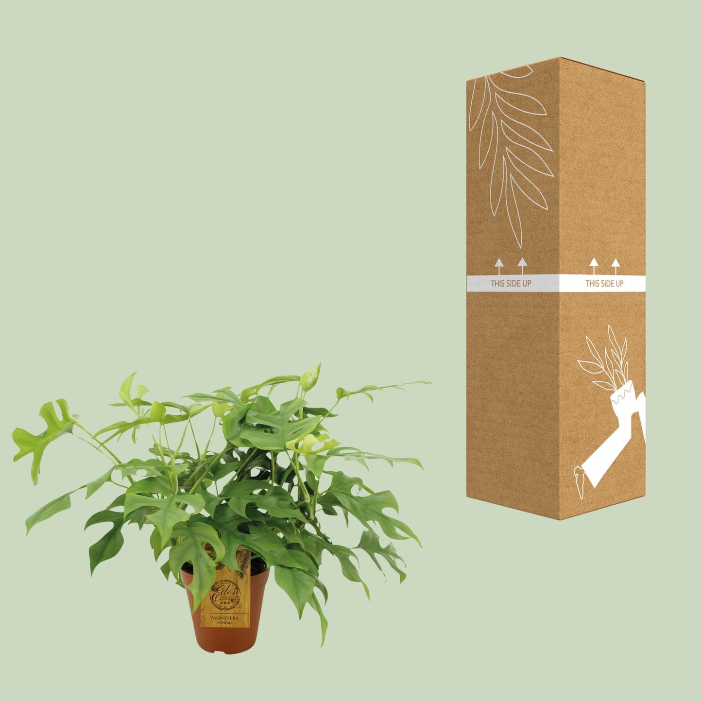 Monstera Minima – Pflegeleichte Zimmerpflanze Ø15cm