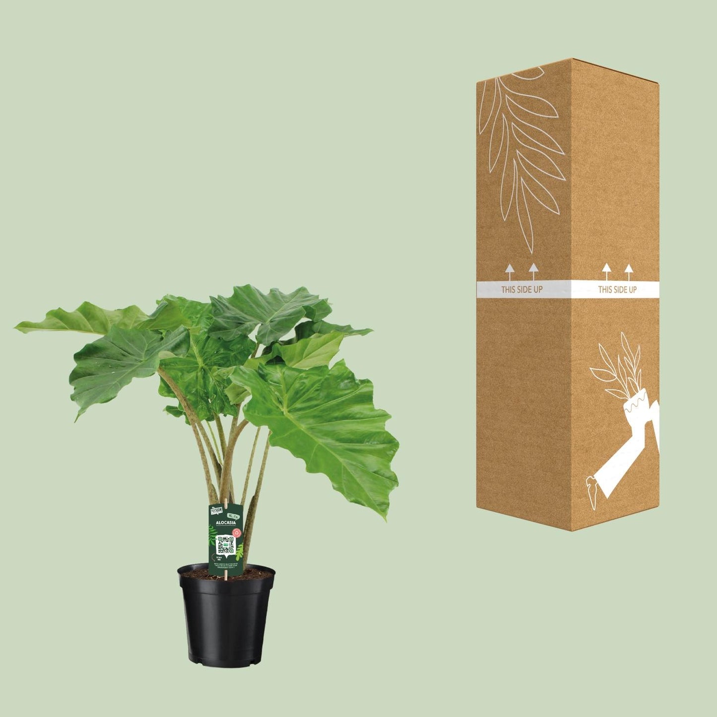 Alocasia Portodora – Stylische XXL-Zimmerpflanze Ø21cm