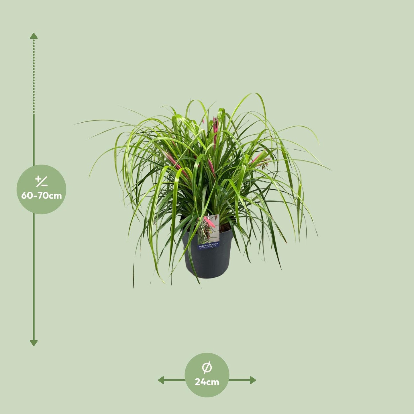 Billbergia Nutans 'Tears Of Joy' – Elegante Bromelie Ø24cm