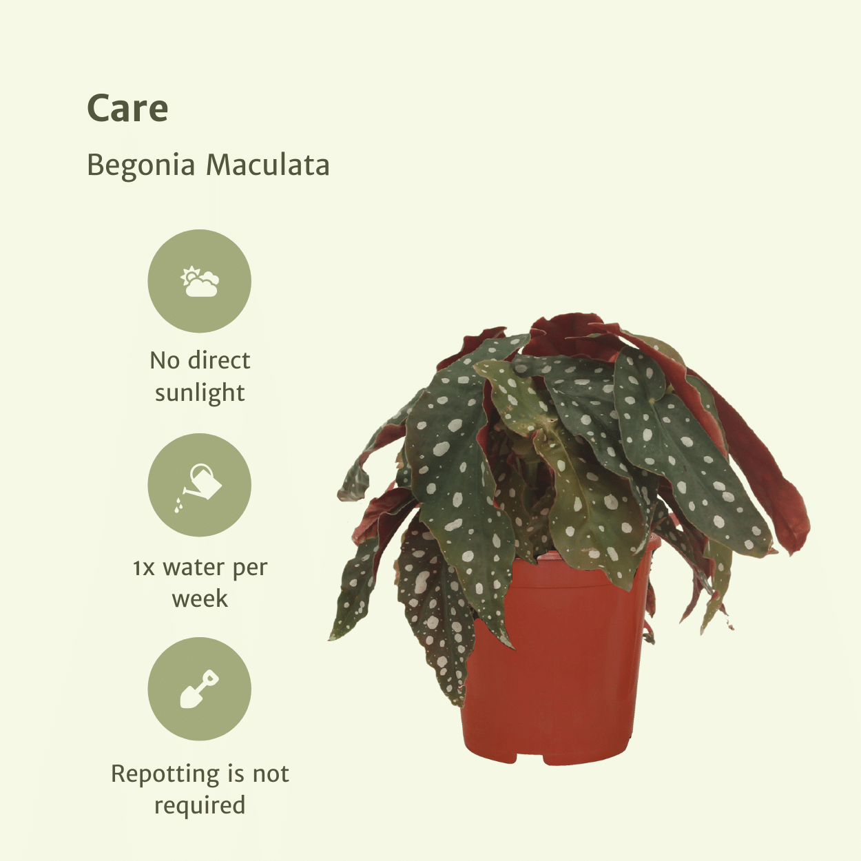 2x Begonia Maculata - Blattbegonie - 20cm - Ø12cm