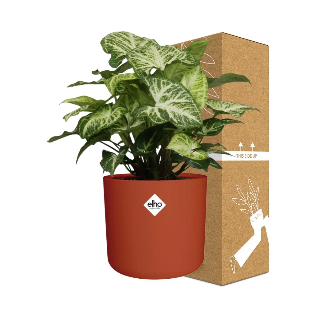 Syngonium Arrow – Pflegeleichte Zimmerpflanze im ELHO b.for soft Rond 14cm Topf