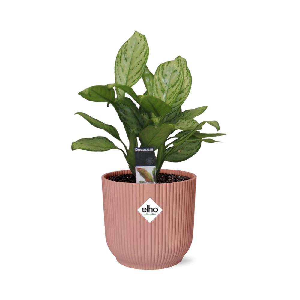 Aglaonema Christina in ELHO Vibes Fold 14cm rosa – pflegeleicht & elegant