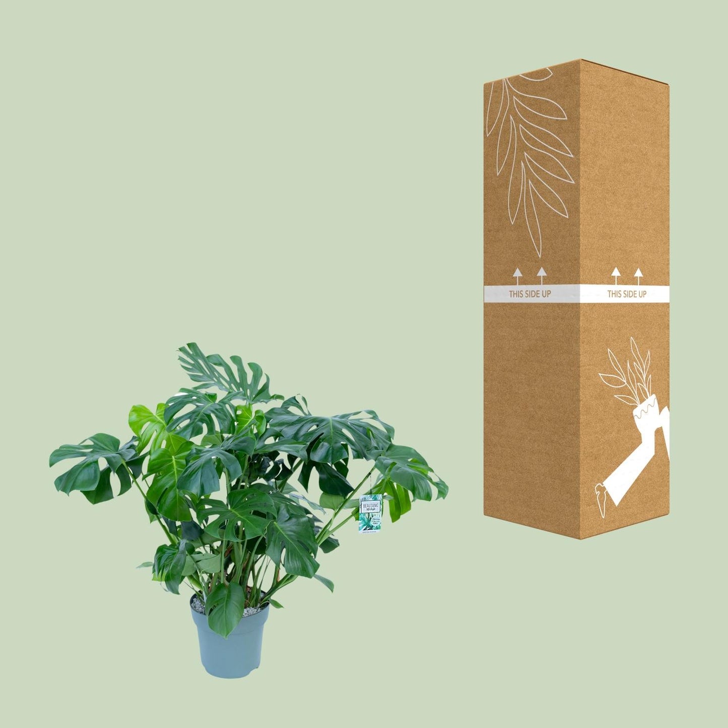 Monstera Deliciosa – Stilvolle & Pflegeleichte Zimmerpflanze Ø30cm