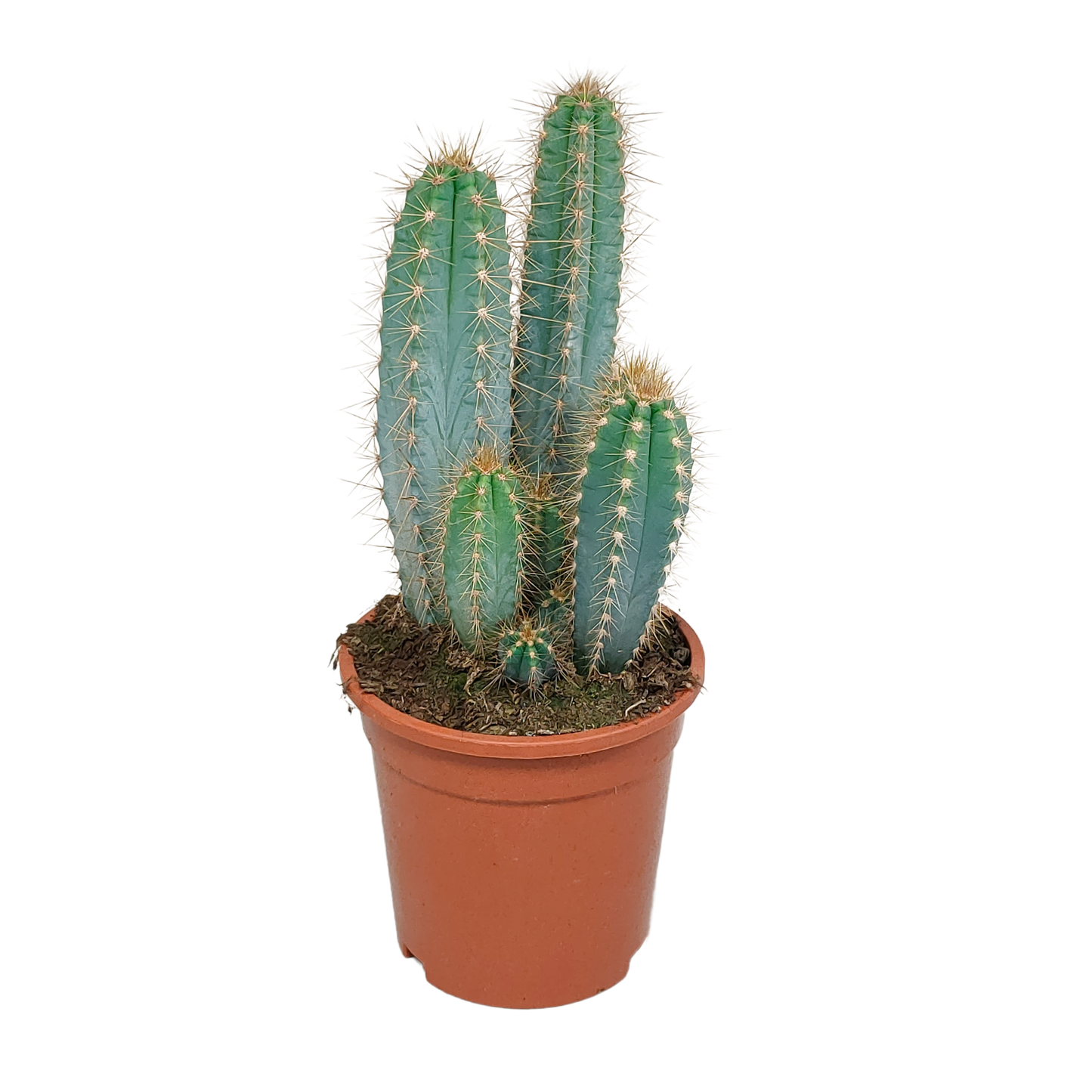 Pilosocereus azureus – Stilvoller Säulenkaktus 17 cm
