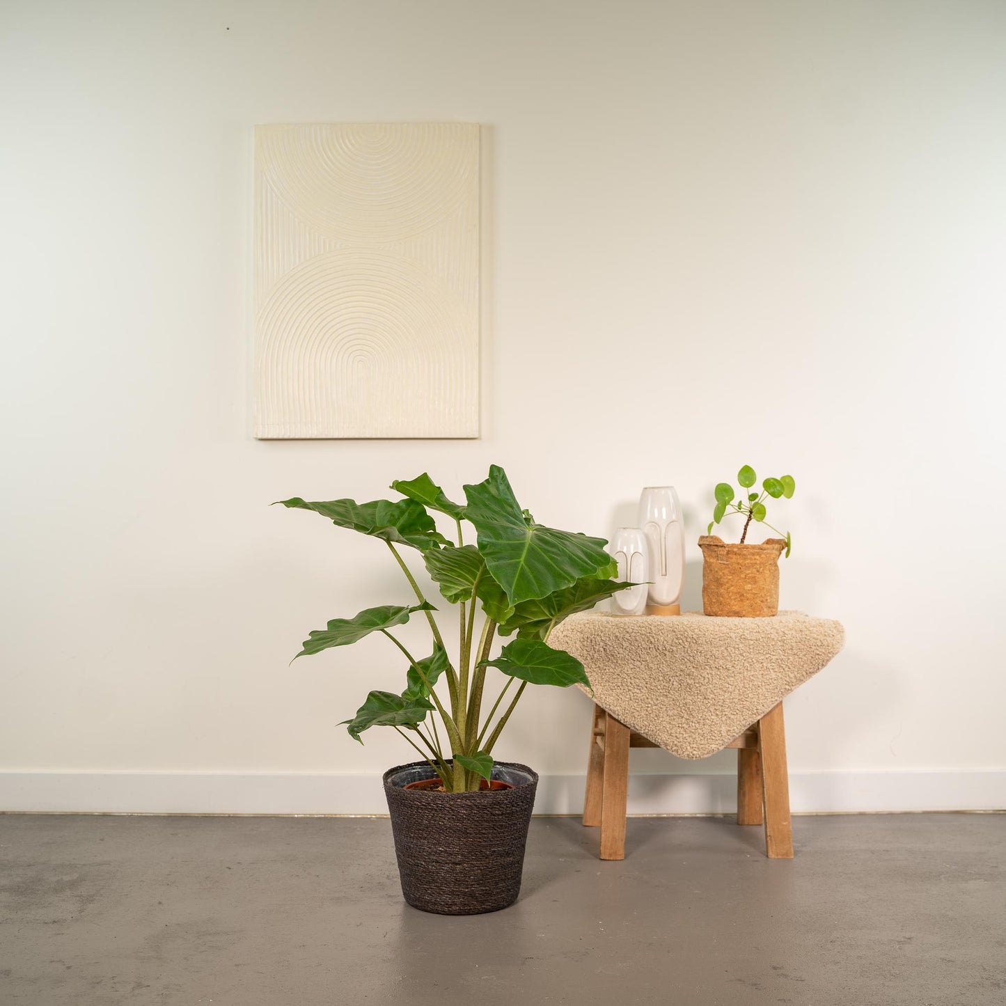 Alocasia Portodora Ø21cm – Elefantenohr mit Korb Igmar