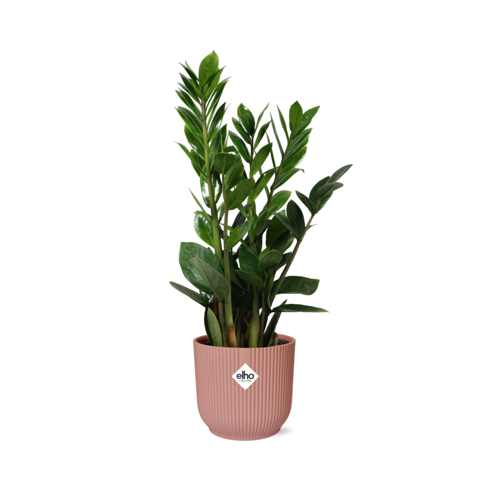 Zamioculcas – Pflegeleichte ZZ-Pflanze im rosa ELHO Vibes Fold Topf