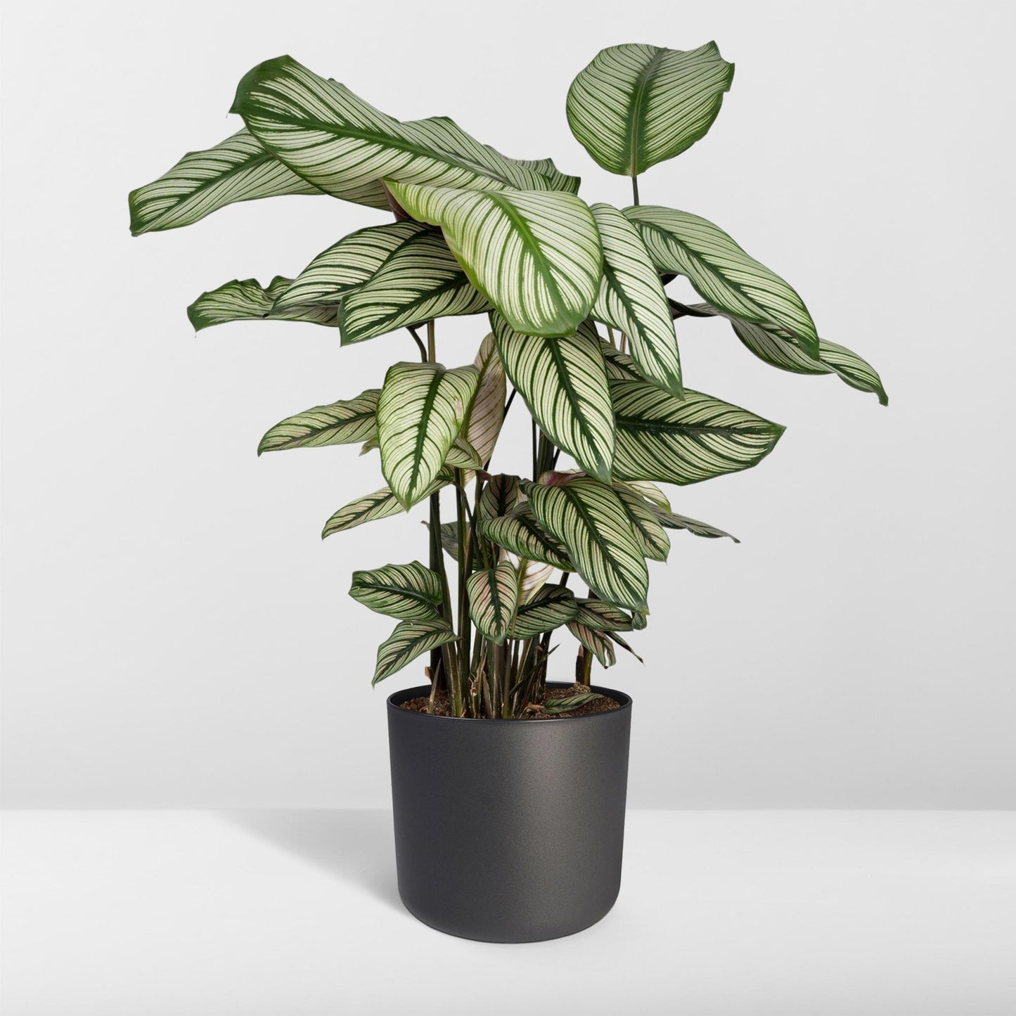 Calathea Whitestar – Pfauenpflanze Ø19cm, ca. 50cm hoch