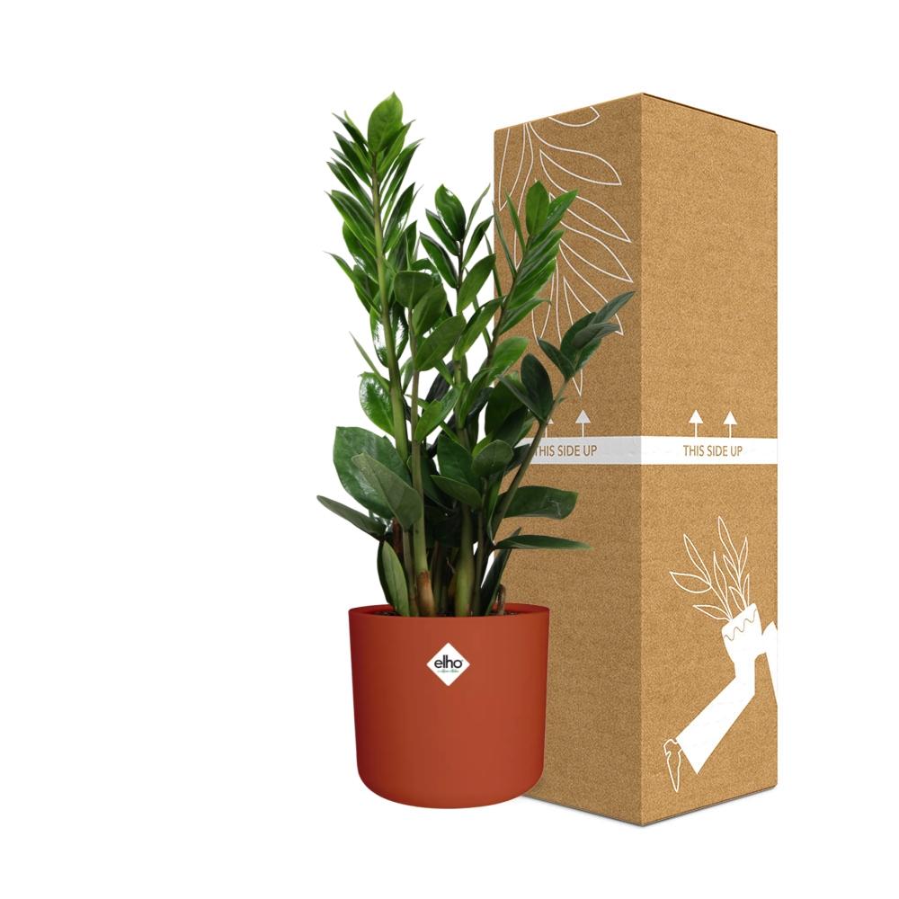 Zamioculcas – Pflegeleichte ZZ-Pflanze im ELHO b.for Soft Topf