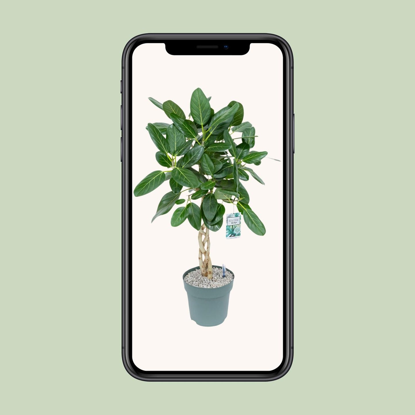 Ficus Altissima – Pflegeleichter XXL-Zimmerbaum Ø27cm, 110cm hoch