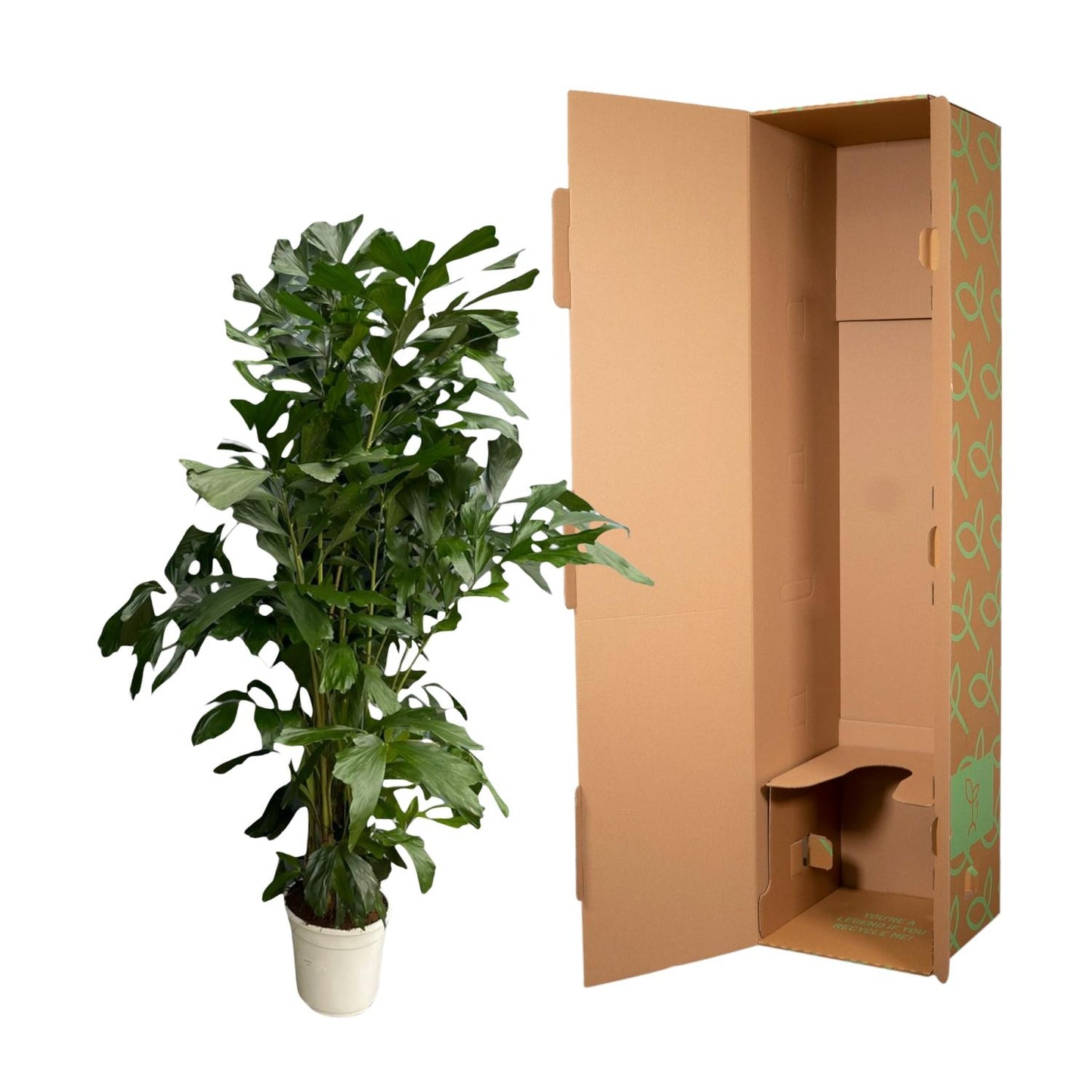 Caryota Mitis Fischschwanzpalme – 180 cm, Ø 27 cm