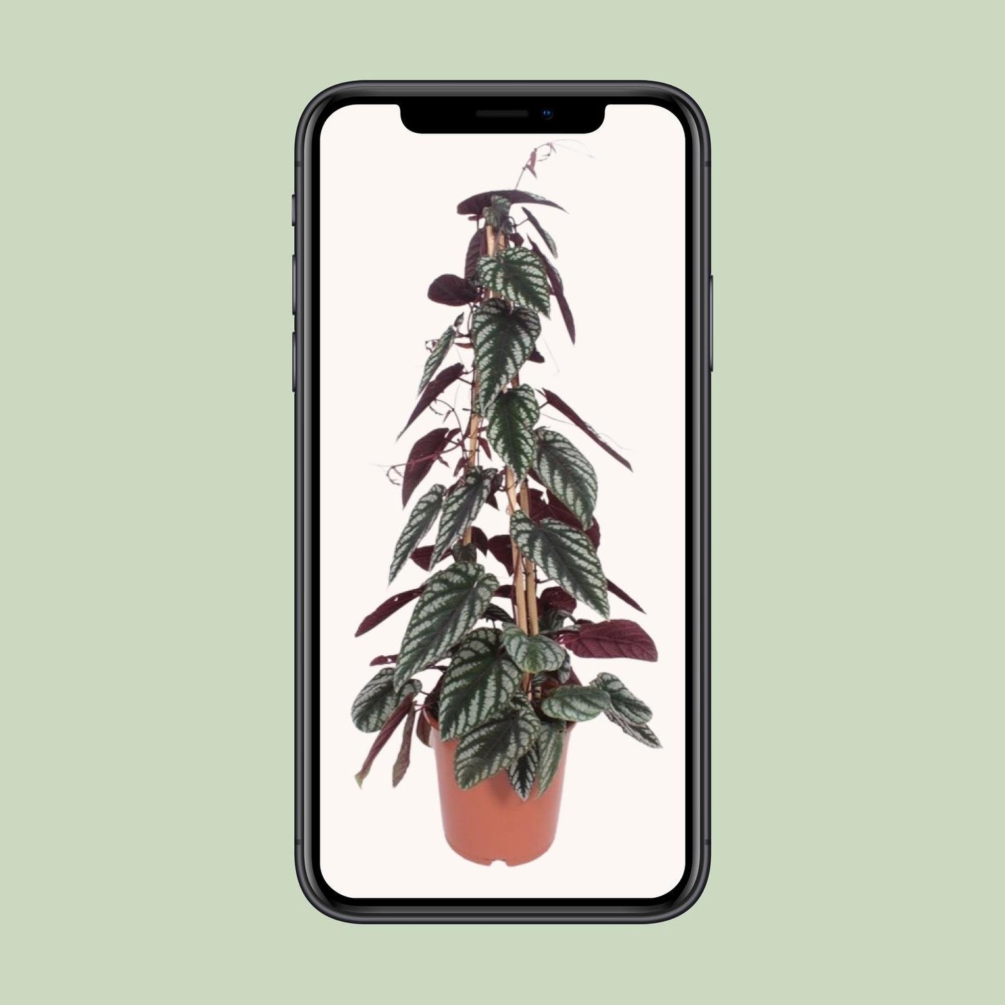 Cissus Antarctica – Pflegeleichte Kletterpflanze Ø24cm, 100cm hoch