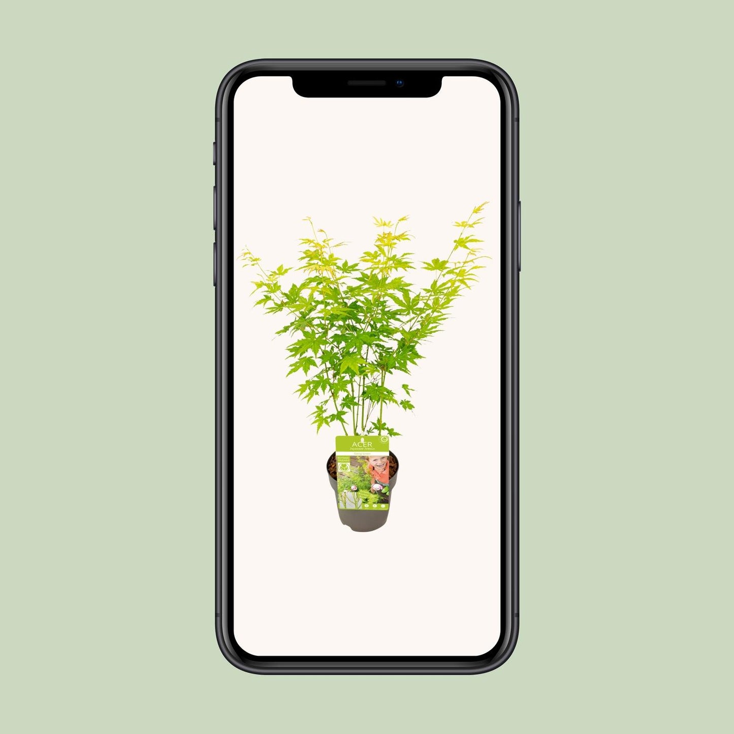 Acer palmatum Going Green – Eleganter Zimmerahorn Ø15cm