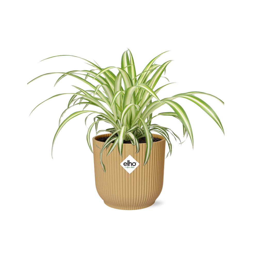 Chlorophytum Comosum Variegatum im ELHO Vibes Fold 14cm gelb