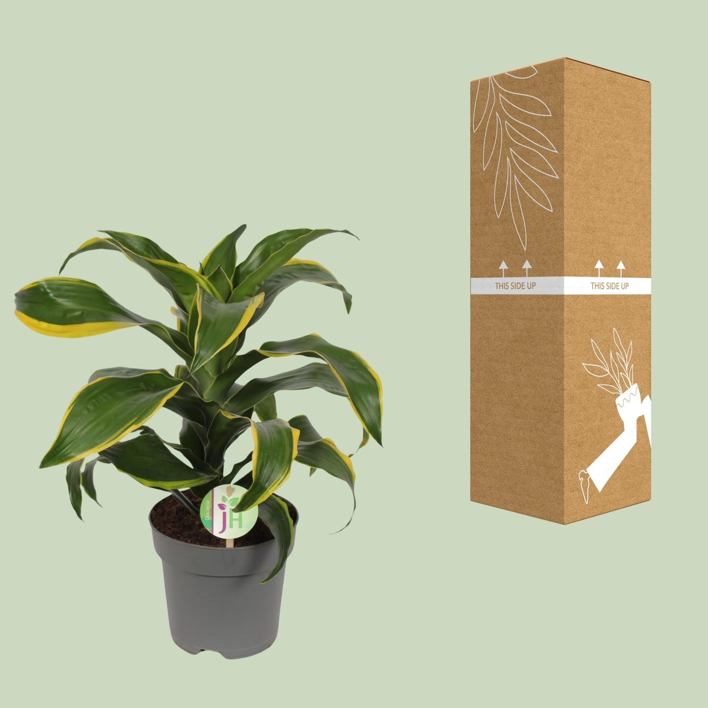 Dracaena Fragrans Grün Gelb – Pflegeleichte Zimmerpflanze Ø17cm