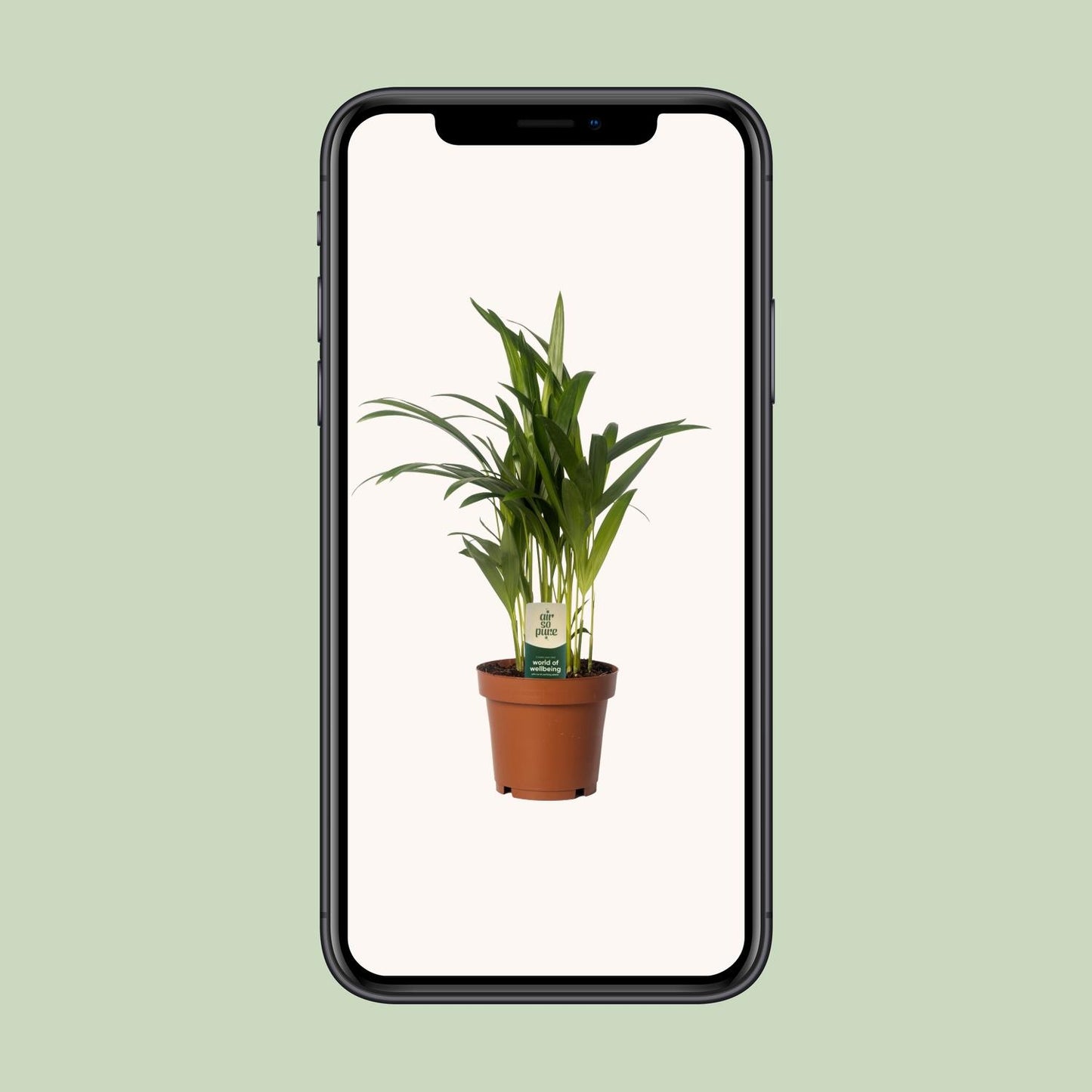 Dypsis lutescens - Areca Palme Ø12cm, 40cm hoch