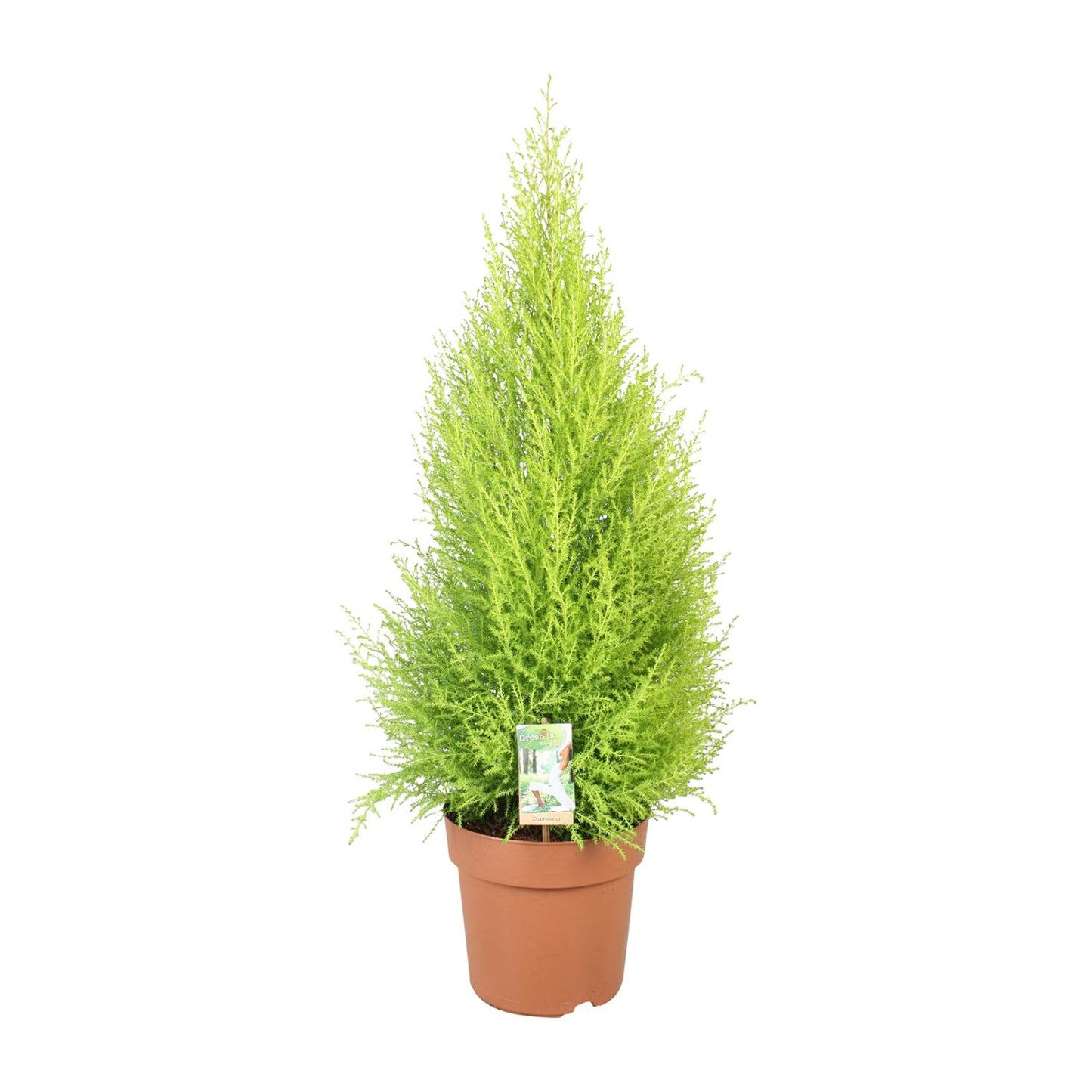 Cupressus Goldcrest Wilma - Kompakte Zeder Ø21cm, 90cm hoch