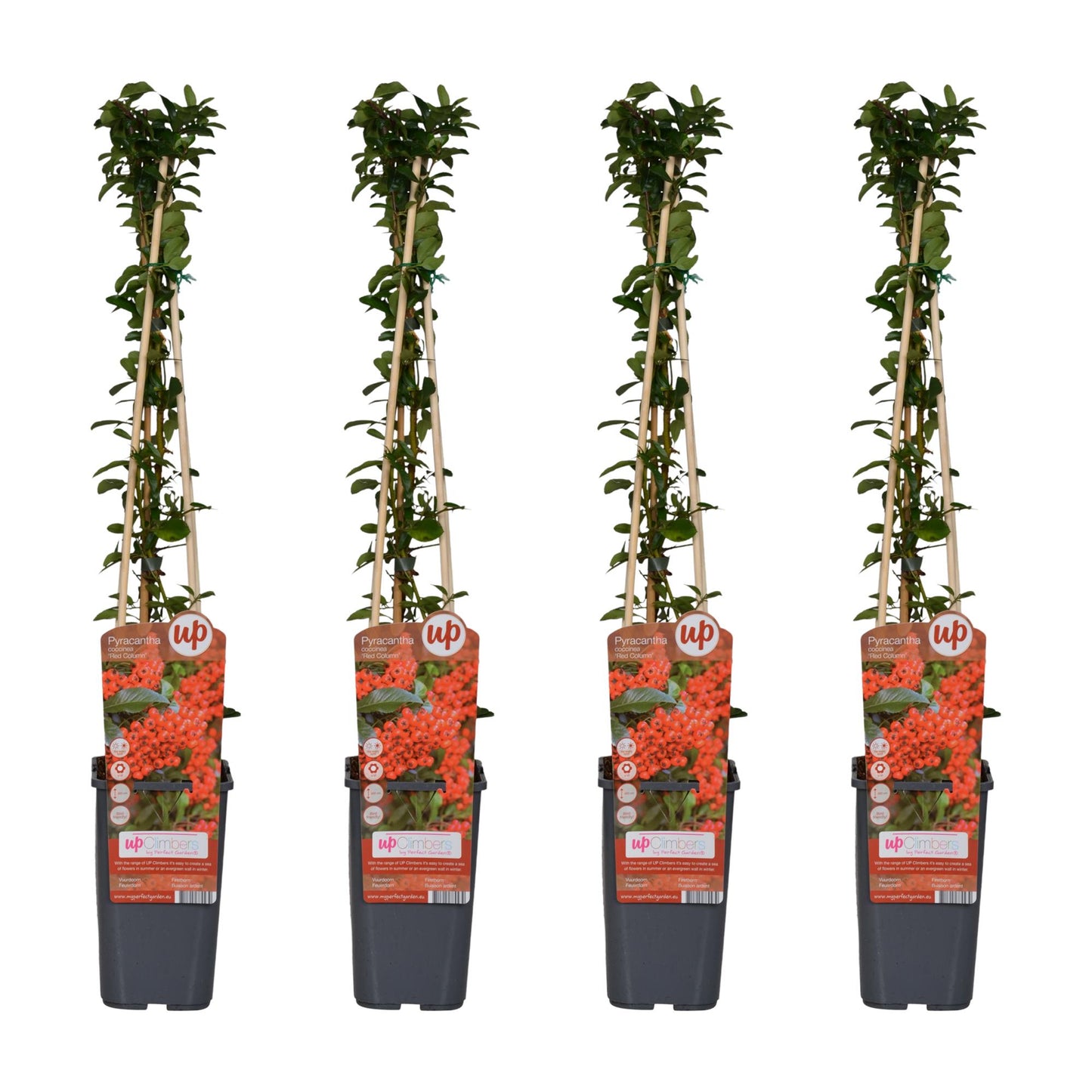 4x Pyracantha coccinea 'Red Column' - 65 cm - Ø 15 cm