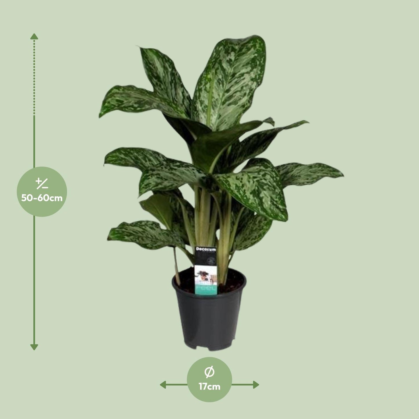 Aglaonema Greenlight – Pflegeleichte Zimmerpflanze