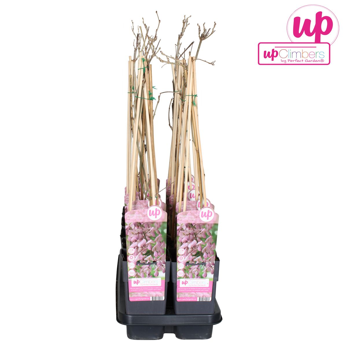 Wisteria floribunda 'Rosea' – Rosa Regen – Ø15cm Topf
