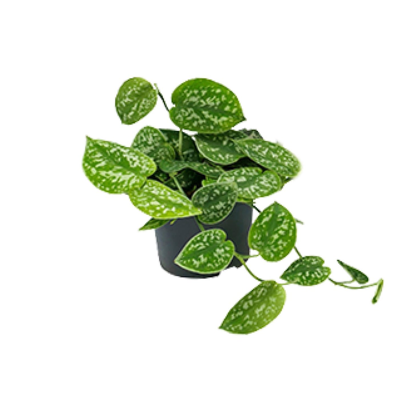 Scindapsus Pictus Argyraeus – Pflegeleichte Zimmerpflanze Ø12 cm