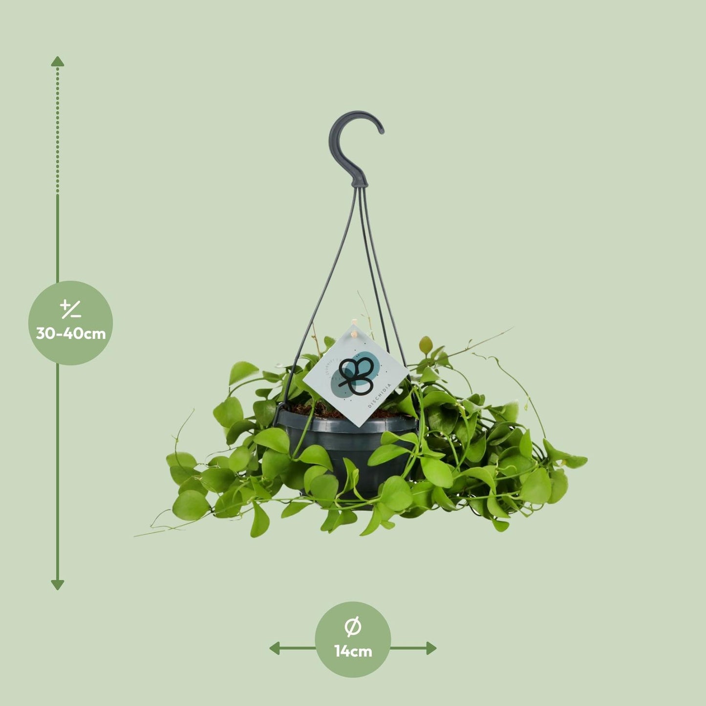 Dischidia Imbricata – Pflegeleichte Kidney-Pflanze Ø14 cm, 40 cm hoch