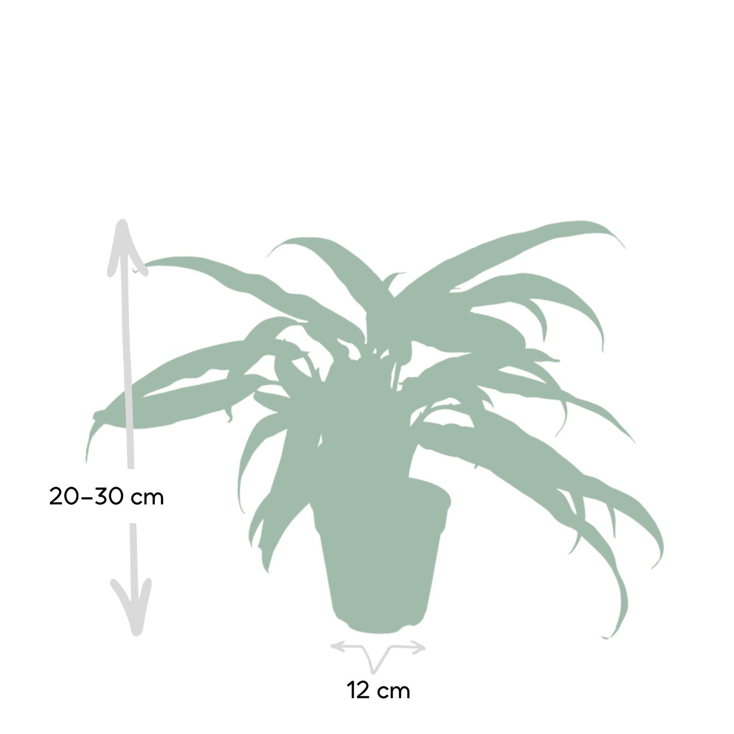 Aglaonema Cutlass – Pflegeleichte Designpflanze Ø30cm