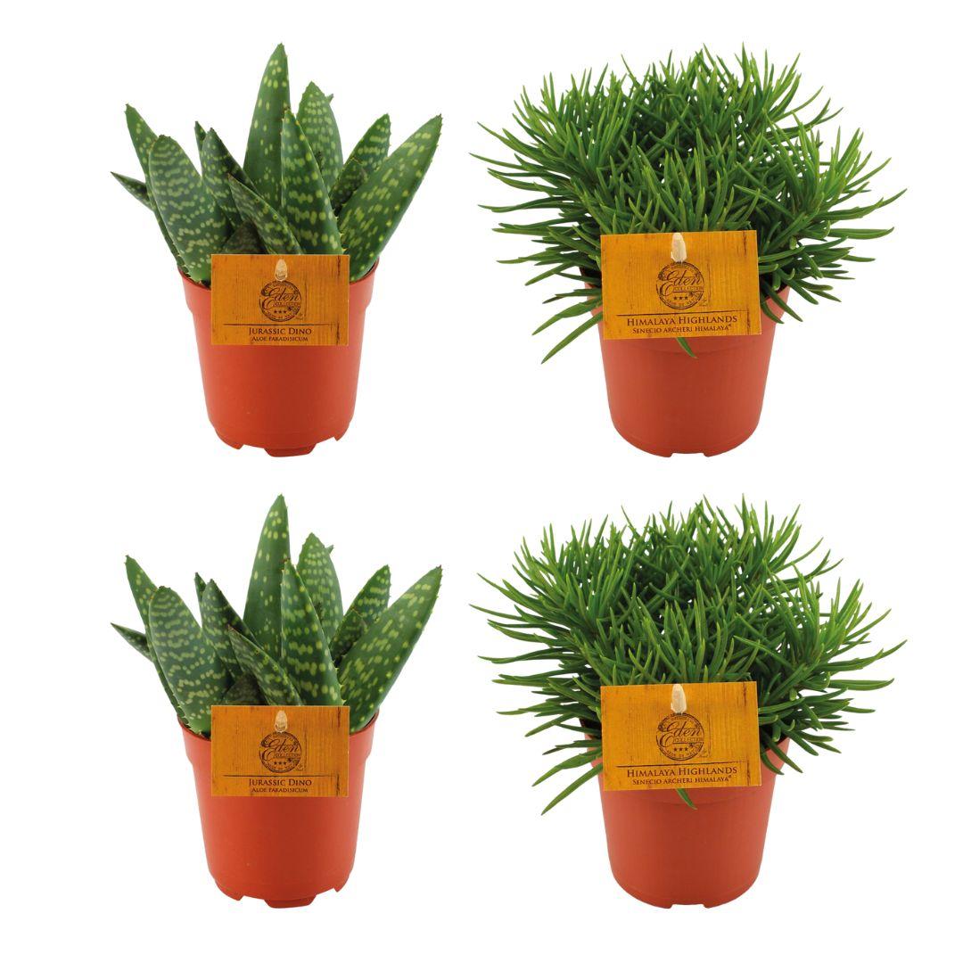 2x Aloe Paradisicum + 2x Senecio Himalaya - 4 stuks - Ø10.5cm - ↕10cm