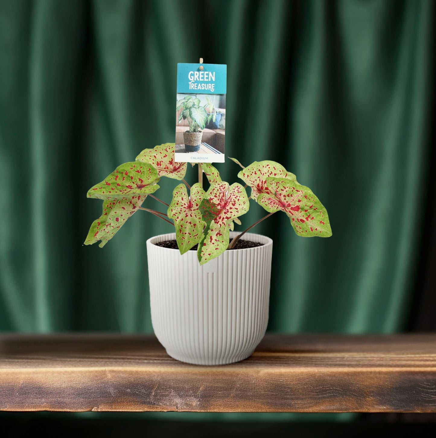 Caladium Miss Muffet – Pflegeleichter Engel Flügel Ø12cm