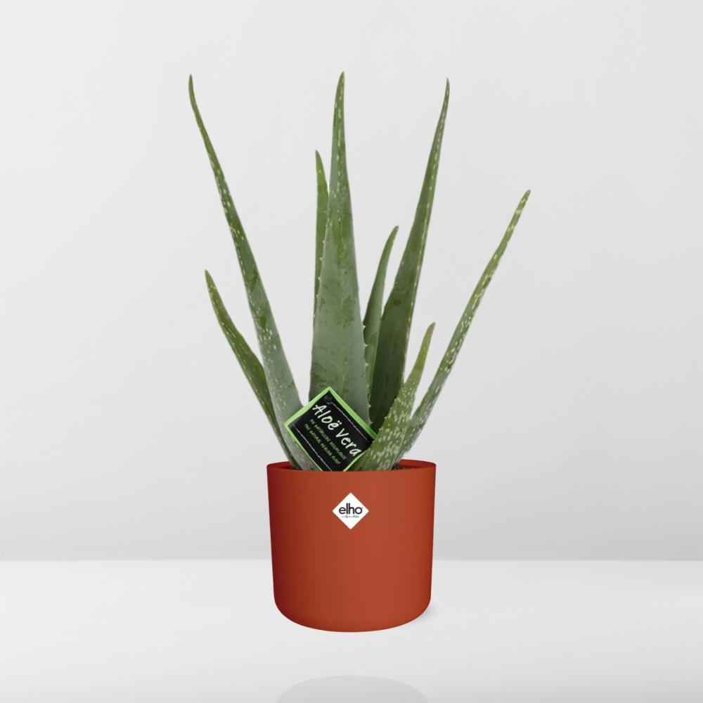 Aloe Vera 12 cm – Pflegeleichte Sukkulente im ELHO b.for Soft Rond Topf