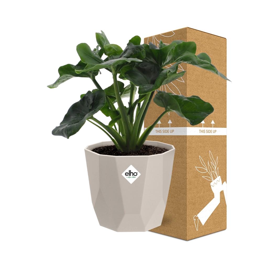 Philodendron Atom im ELHO b.for rock 14 cm Topf warm grey