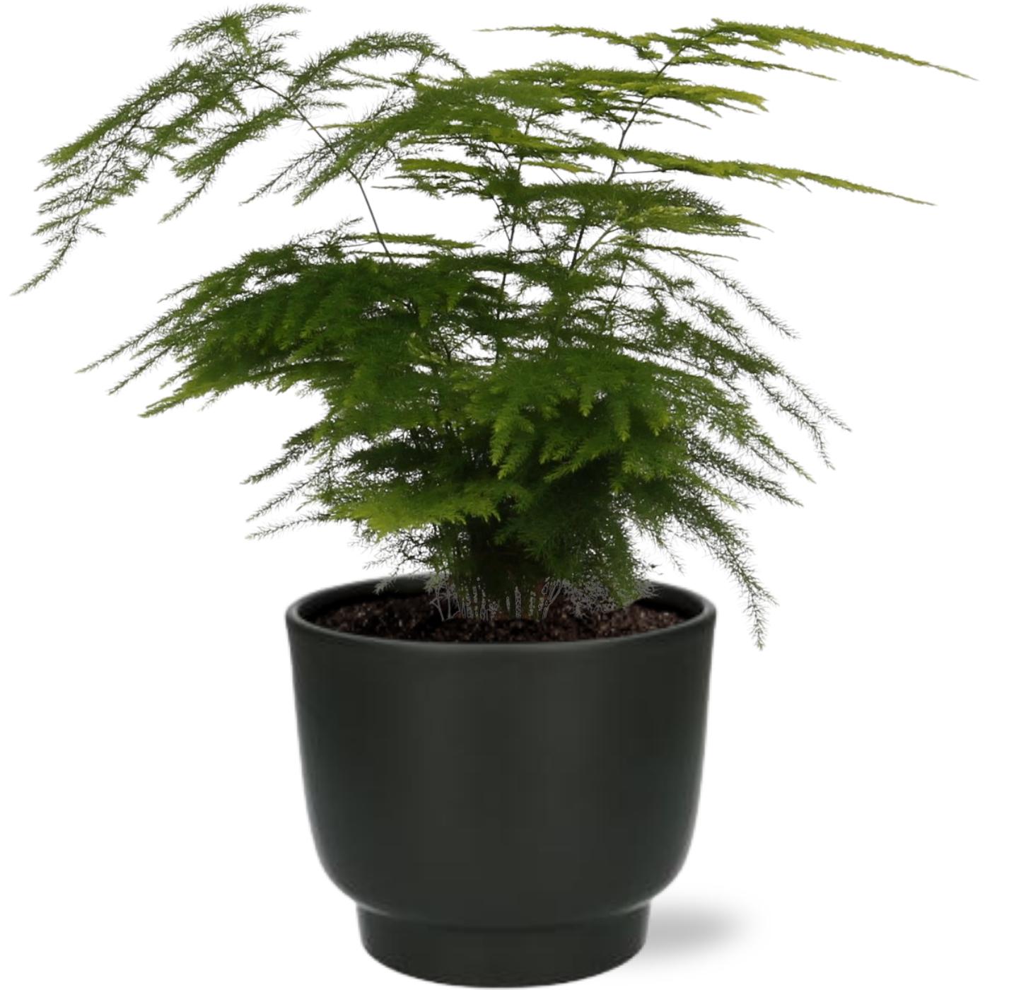 Asparagus Setaceus Ø12cm – Zierspargel mit Potenza Topf Schwarz