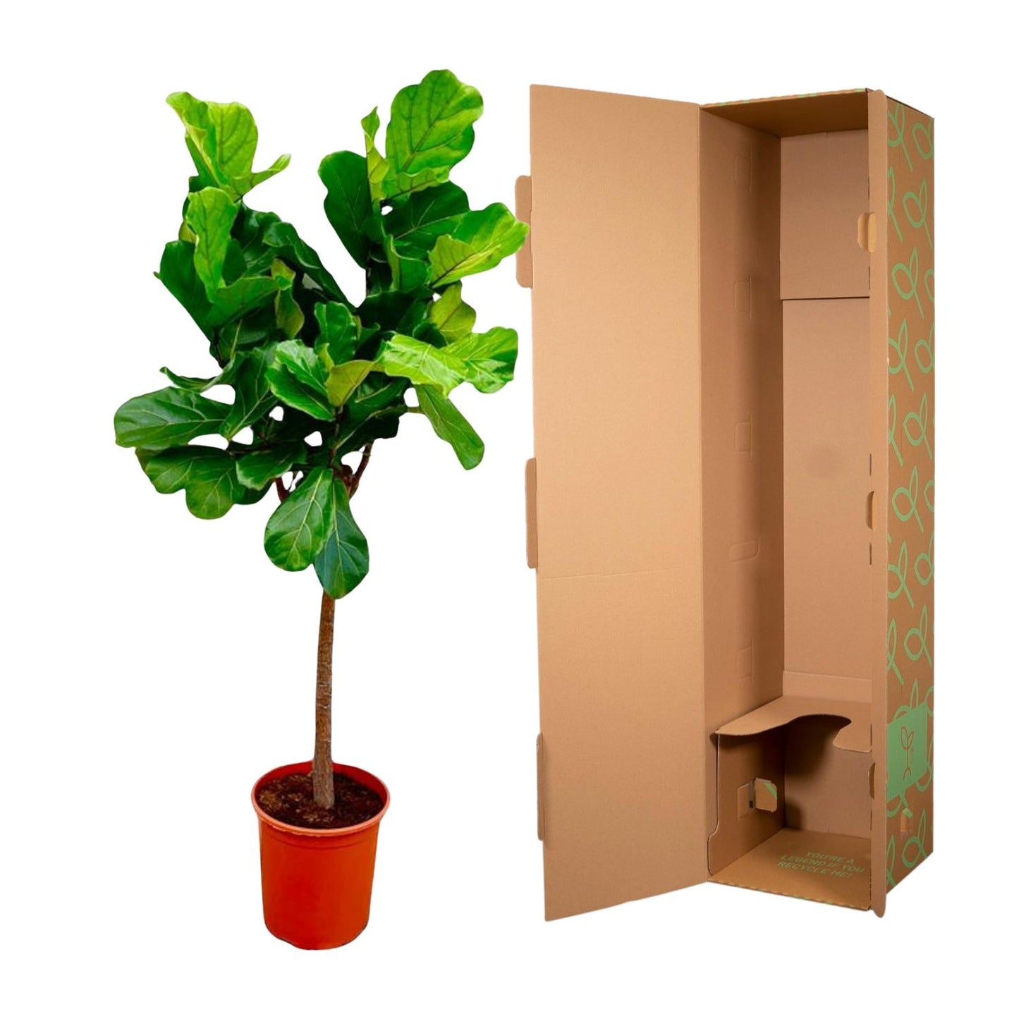 Ficus Lyrata Boom – Elegante XXL Zimmerpflanze 150 cm