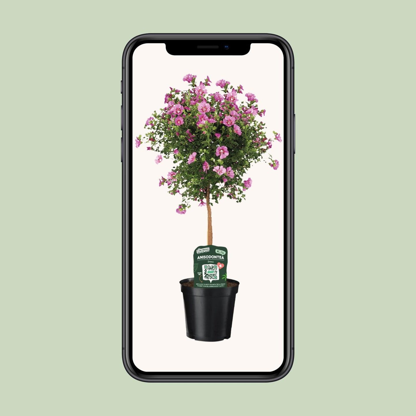 Anisodontea Elegans – Kapmalve im Ø19cm Topf, 75cm hoch