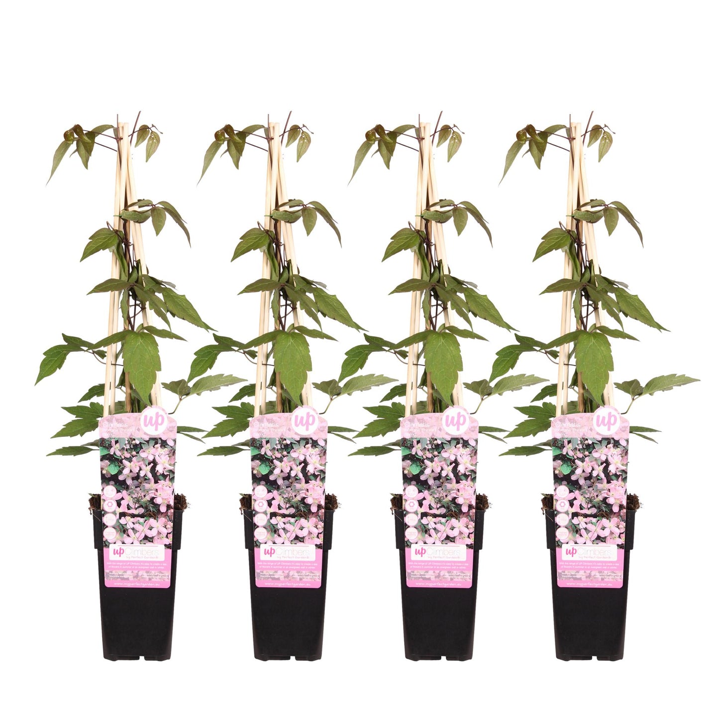 4x Clematis Montana 'Fragrant Spring' – Kletterpflanze Ø15cm