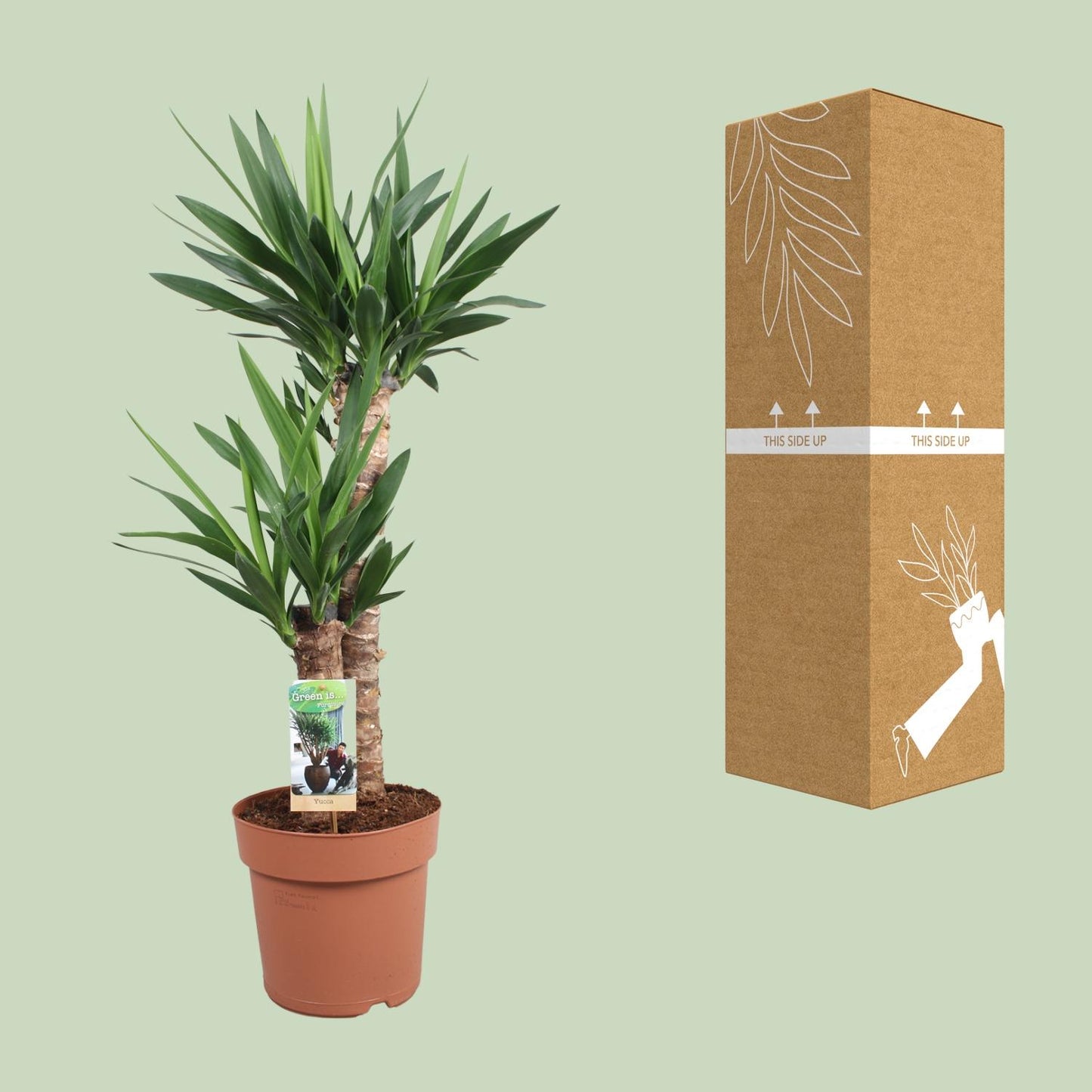 Yucca Elephantipes Ø21cm – Elegante & pflegeleichte Zimmerpflanze