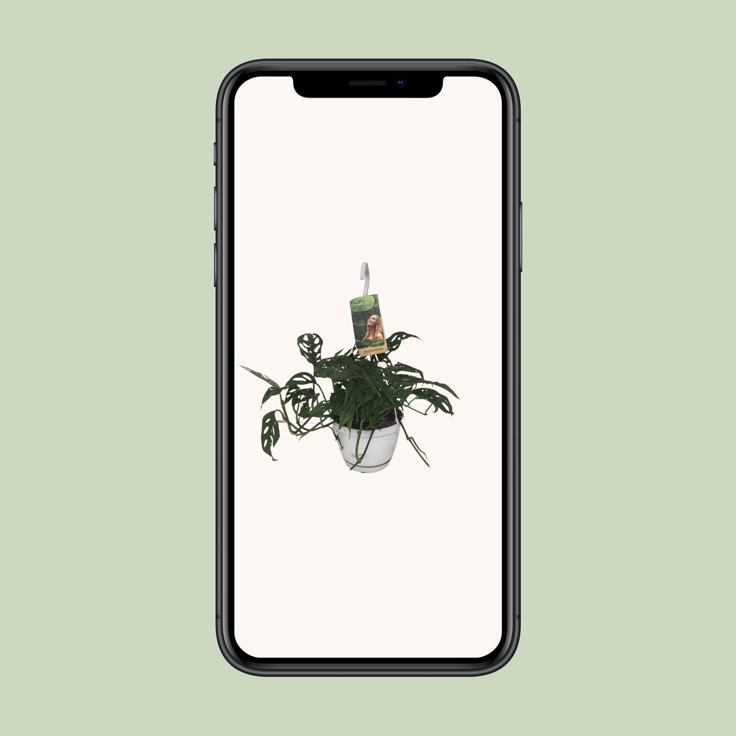 Monstera Obliqua Ø17cm – Pflegeleichte Fensterblatt-Pflanze