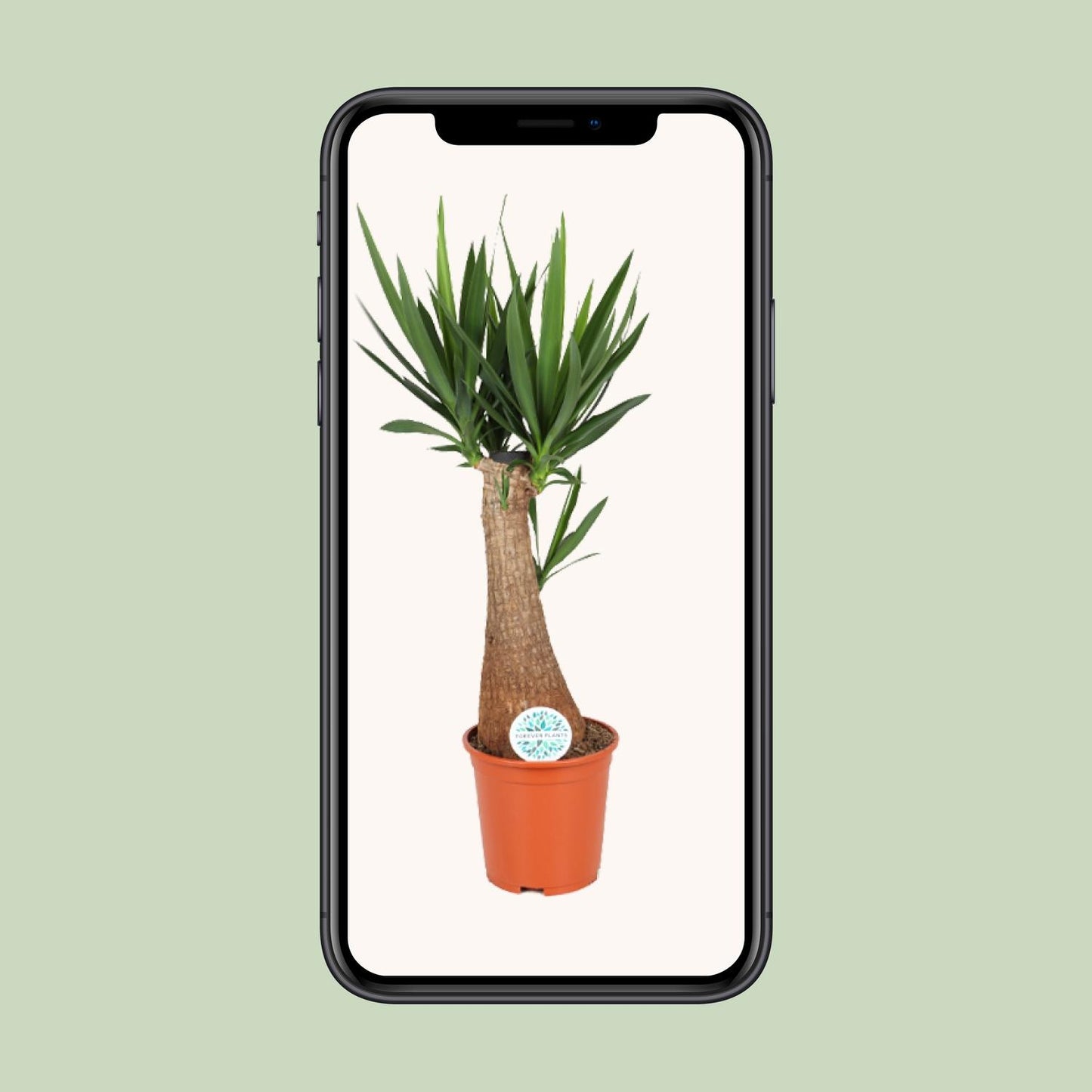 Yucca INCA – Exotische, pflegeleichte Zimmerpflanze Ø24cm