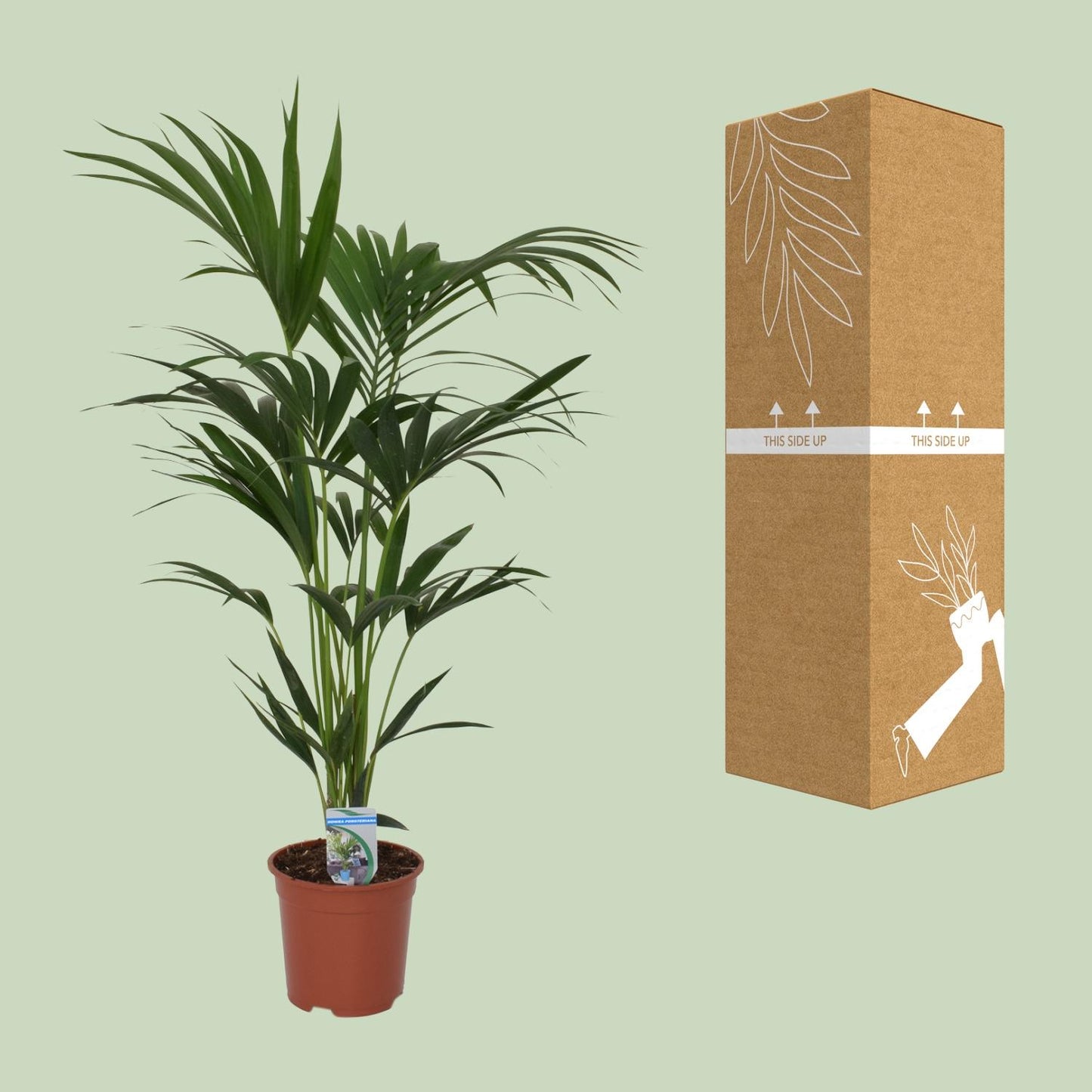 Howea Forsteriana (Kentia-Palme) Ø21cm, 120cm hoch