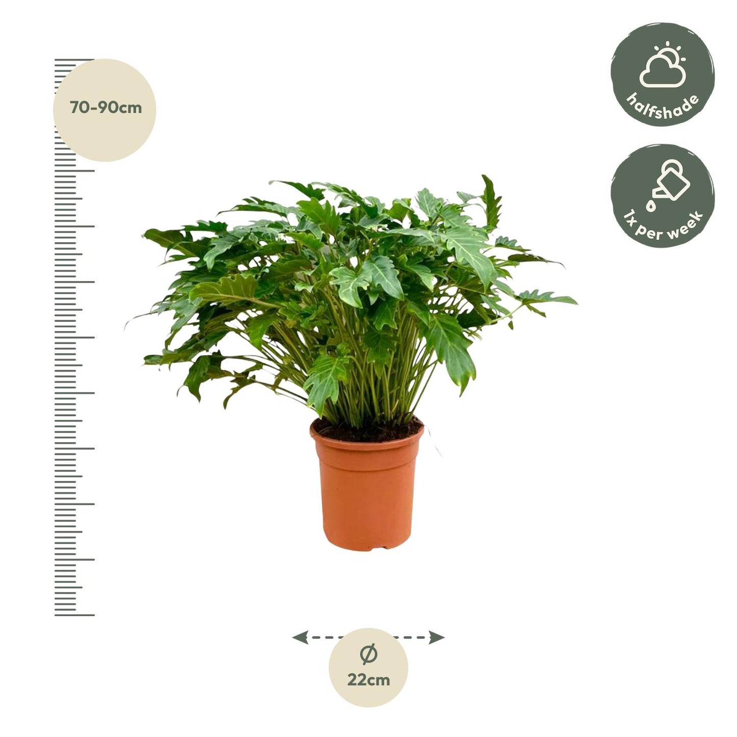 Philodendron Xanadu – Pflegeleichte Zimmerpflanze 80 cm
