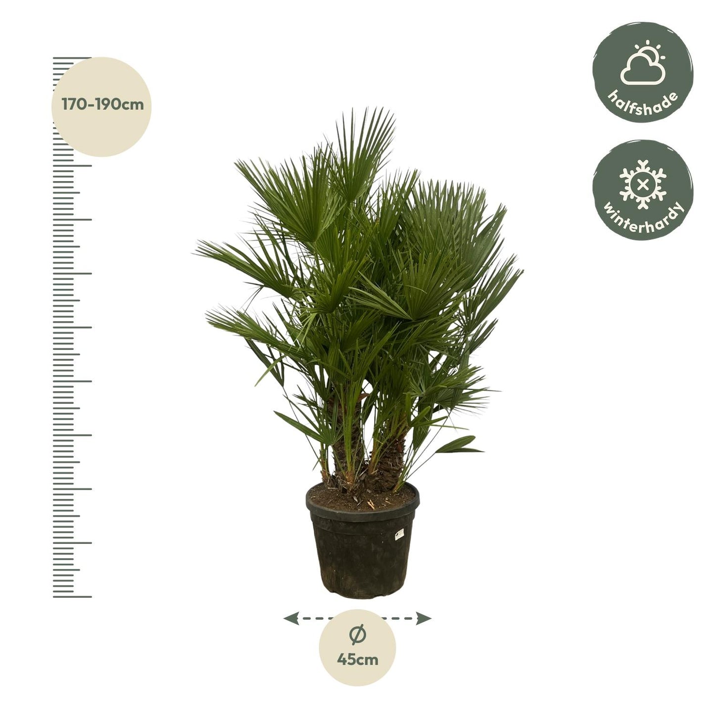 Chamaerops Humilis Zwergpalme 160-180 cm Ø45cm