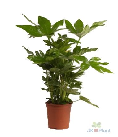 Fatsia Japonica – Pflegeleichte Zierpflanze mit großem Blatt