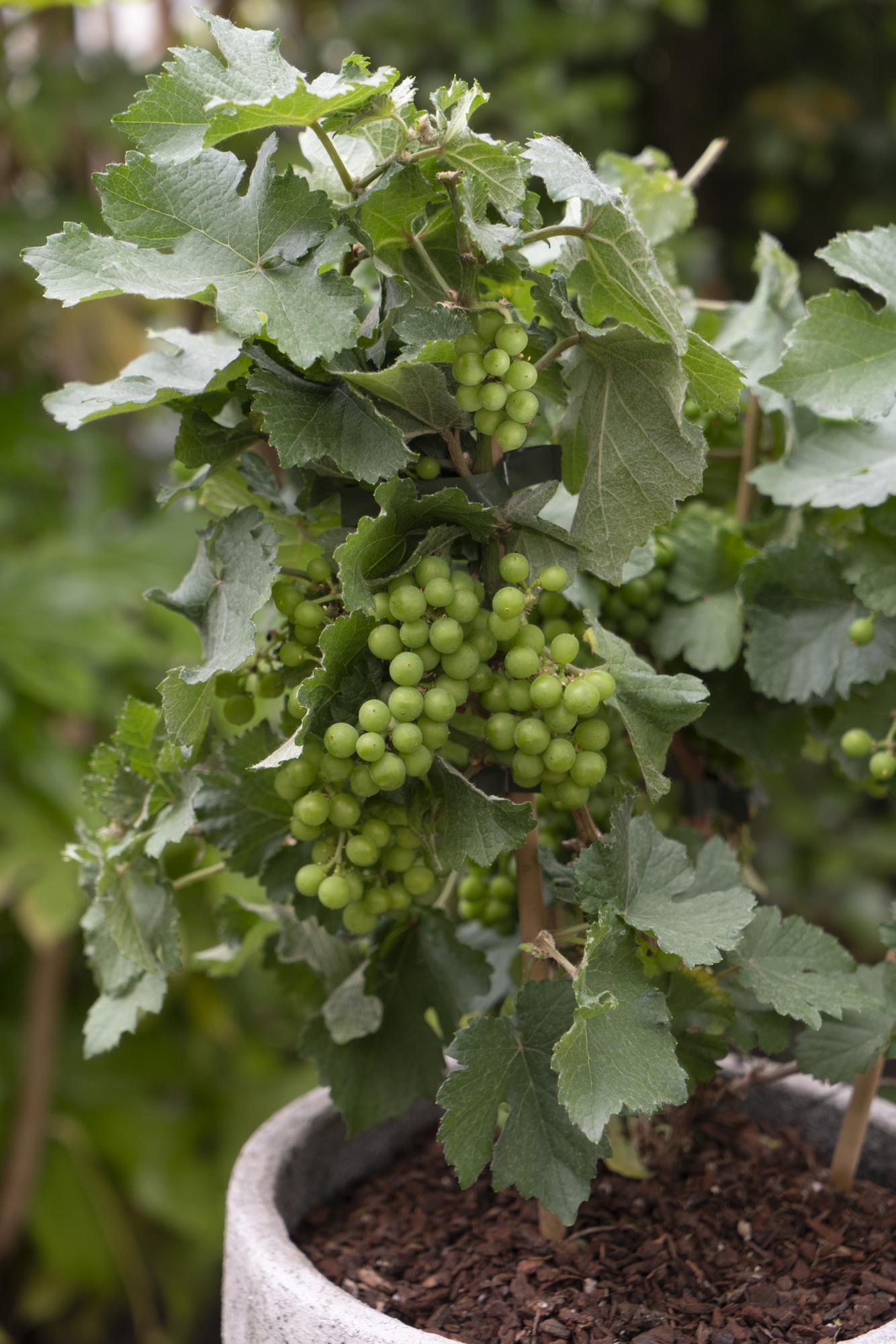 3x Vitis Pixie 'Riesling' - Zwergtraube Ø14cm Topf