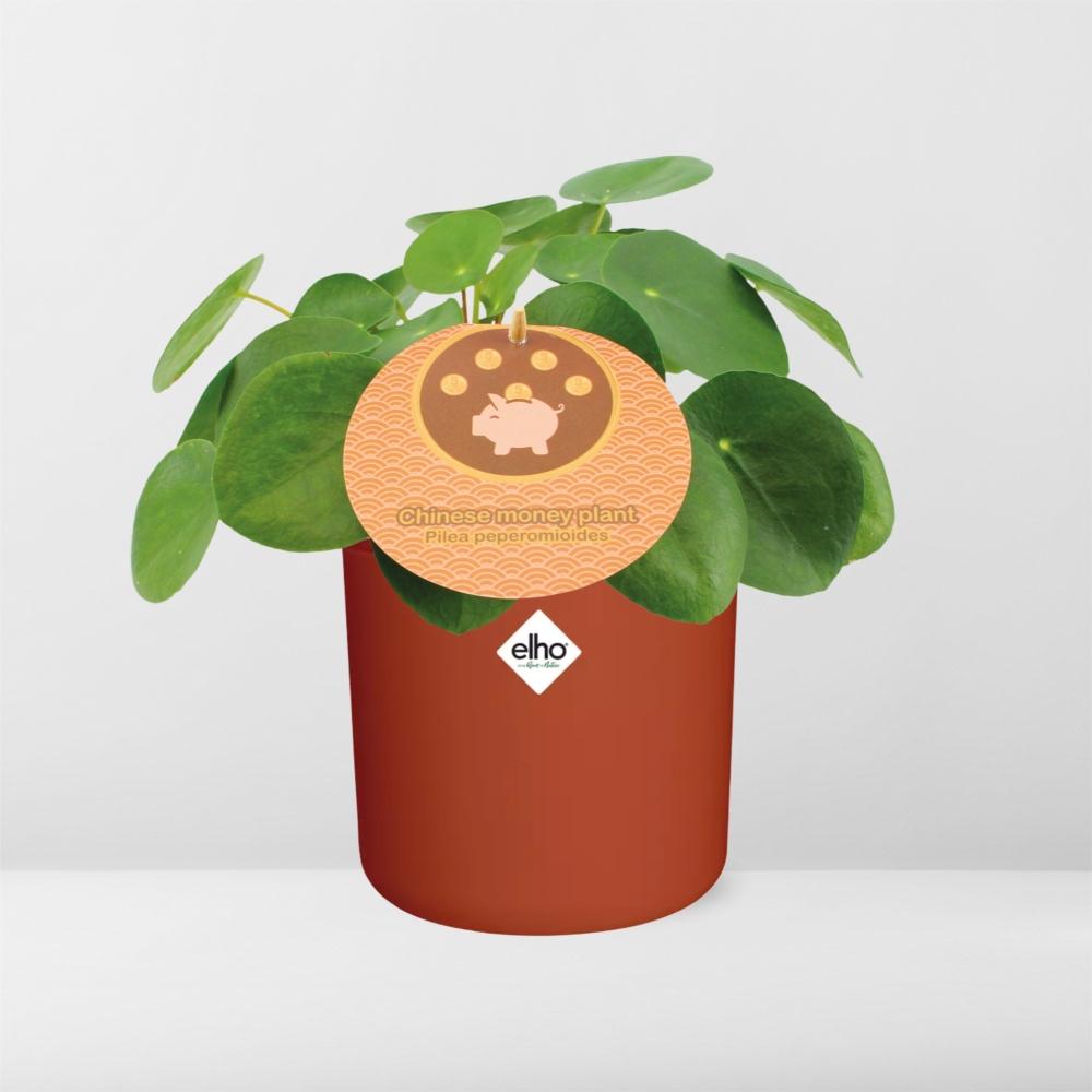 Pilea Peperomioides 12cm – pflegeleichte Zimmerpflanze im ELHO Topf