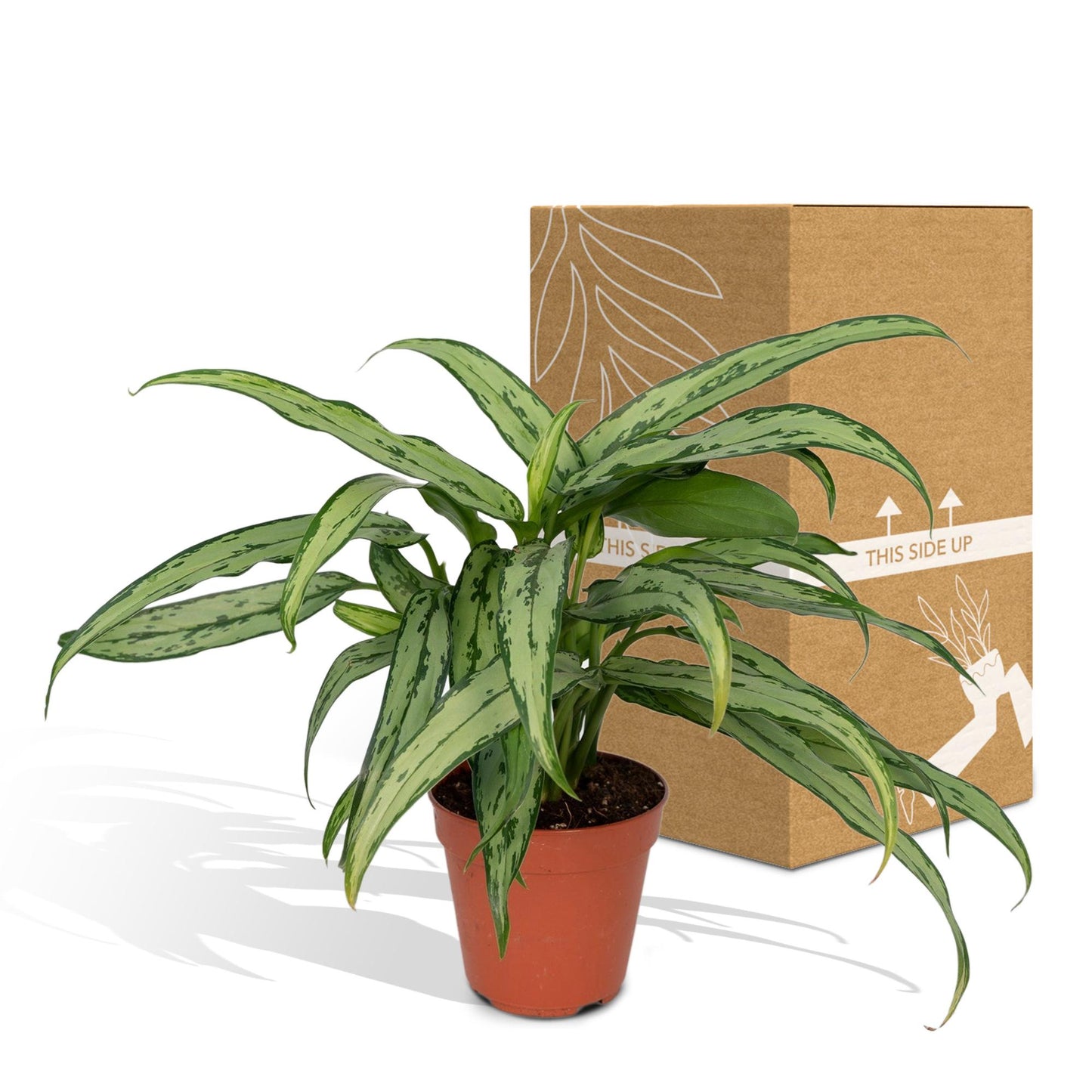 Aglaonema Cutlass – Pflegeleichte Designpflanze Ø30cm